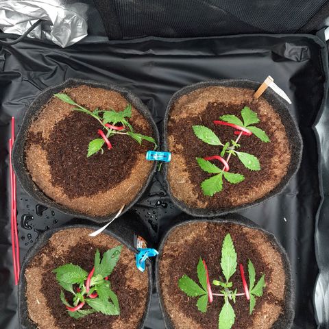 Early Skunk. growlog photo: 18° DIA  , Após a realização dos treinamentos Topping , LST , realizada rega com h2o + nutrientes totalizando 250ml em cada strain , acompanhar recuperação das strains após stresses.
