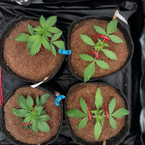 Early Skunk. growlog photo: 20° DIA , Abertura do Grow às 12:53PM , para conferências gerais , LST e Topping realizadas , possíveis podas inferiores e superiores , rega apenas com h2o , provavelmente 500ml em cada strain.