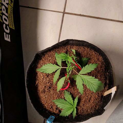 Purple Haze  #1 growlog photo: 20° DIA  , Purple Haze #1 após verificação poda realizada em sua folha superior apenas para melhor luminosidade , e LST reajustada , aguardando rega com apenas h2o.