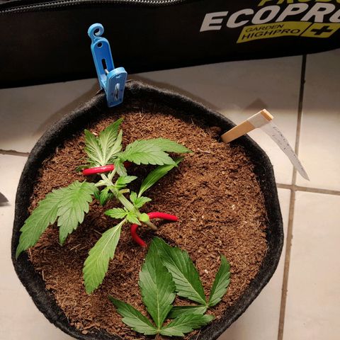 Early Skunk. growlog photo: 20° DIA  , Early Skunk após reajuste de LST , e realizada duas podas para melhor luminosidade , uma inferior e outra superior , aguardando rega com h2o l.