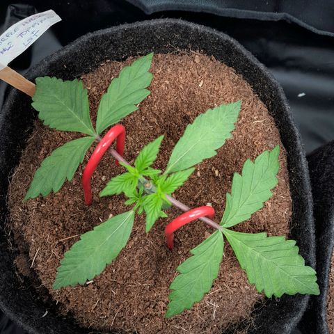 Purple Haze  #2 growlog photo: 20° DIA  , Purple Haze #2 , após conferência de sua LST + Topping , aguardando rega com h2o.