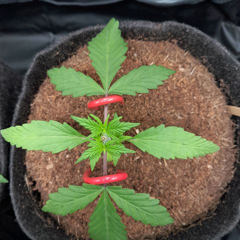 Purple Haze  #3 growlog photo: 20° DIA  , Purple Haze #3 , após conferência de sua LST + Topping , aguardando rega com h2o.