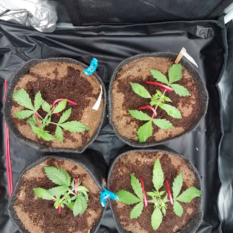 Early Skunk. growlog photo: 20° DIA  , Pós rega com h2o com 500ml em cada strain , após realização dos seguintes treinamentos e ajustes LST , Poda inferior e superior.