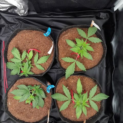 Early Skunk. growlog photo: 22° DIA  , Abertura do Grow às 14:32 , conferência geral no Grow , treinamentos LST , Topping , Podas , rega com h2o + nutrientes totalizando 500ml em cada strain.