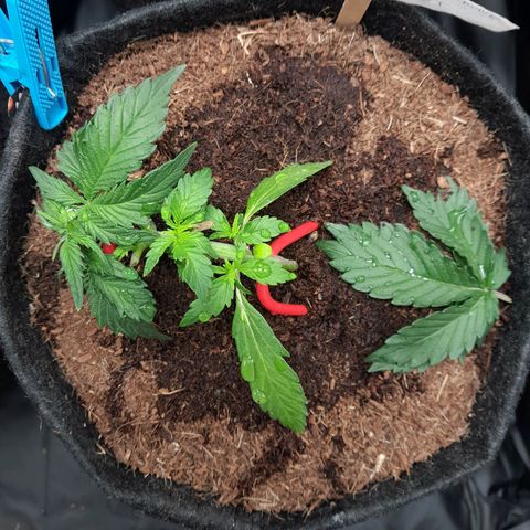 Early Skunk. growlog photo: 22° DIA  , Early Skunk  após conferência geral , reajuste de treinamento LST , Poda para melhorar a luminosidade , apenas 2 folhas retiradas , rega realizada com h2o + nutrientes totalizando 500ml em cada strain.