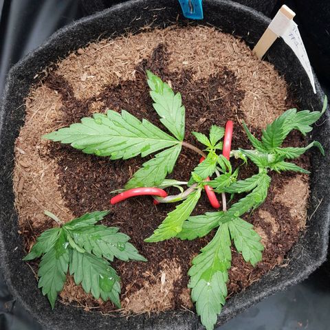 Purple Haze  #1 growlog photo: 22 ° DIA  , Purple Haze #1 , realizada conferência geral na strain , realizado reajuste de treinamento LST , mais uma Poda desfolhamento totalizando uma retirada , mais rega com h2o + nutrientes , totalizando 500ml em cada strain.