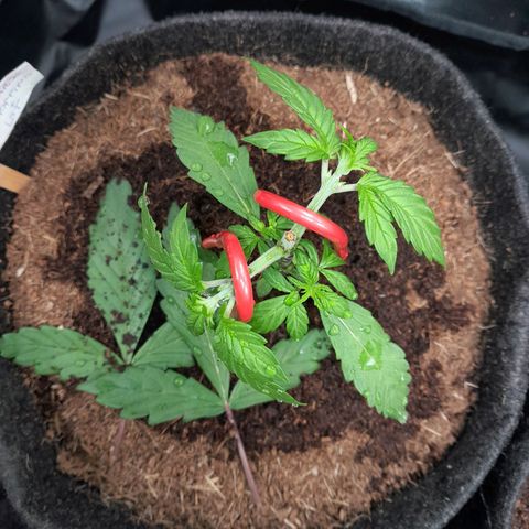 Purple Haze  #2 growlog photo: 22 ° DIA  , Purple Haze #2 , realizada conferência geral na strains , reajuste de treinamento LST , Poda desfolhamento , retirando apenas duas , rega realizada com h2o + nutrientes  totalizando 500ml em cada strain.