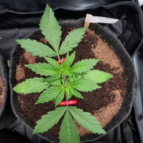Purple Haze  #3 growlog photo: 22 ° DIA  , Purple Haze #3 , Conferência geral realizada , apenas rega com h2o + nutrientes  totalizando 500ml em cada strain , sem reajuste nos treinamentos nem Poda realizada.