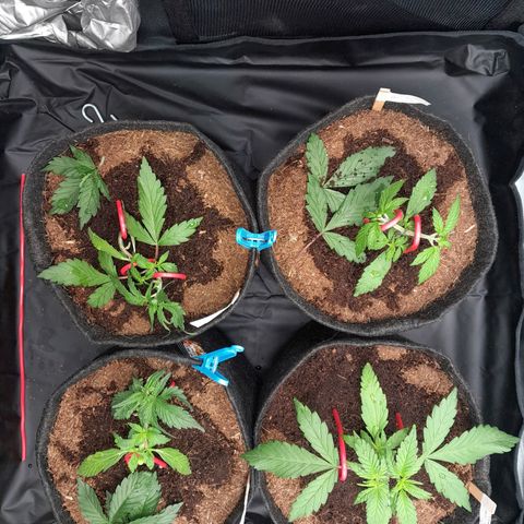 Early Skunk. growlog photo: 22 ° DIA  , Fechamento do Grow às 16:10PM , Conferência geral realizada , com reajustes de treinamentos LST , Poda desfolhamento , rega com h2o + nutrientes.