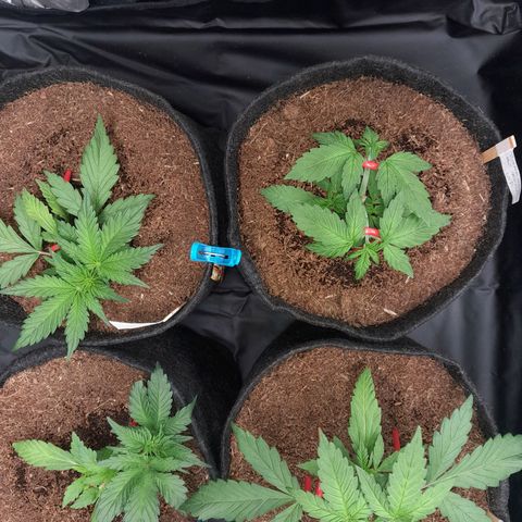 Early Skunk. growlog photo: 23° DIA  , Fechamento do Grow às 18:37PM , conferência geral realizada,  ajuste nos treinamentos LST apenas.