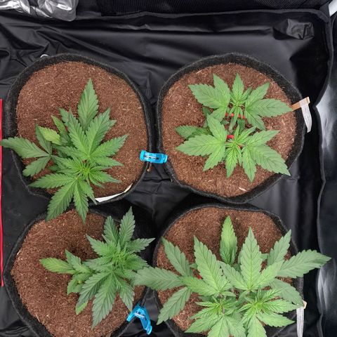 Early Skunk. growlog photo: 24° DIA  , Abertura do Grow às 15:43PM , para conferência geral.