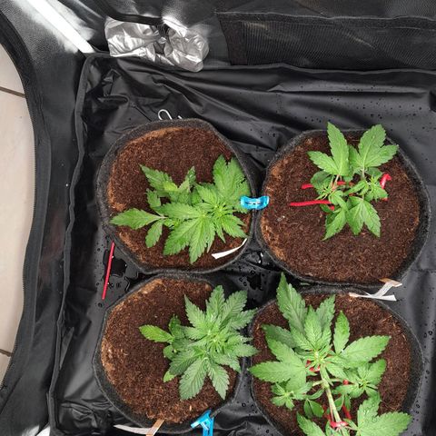 Early Skunk. growlog photo: 25° DIA  , Pós rega com h2o + nutrientes , totalizando 500ml em cada strain.