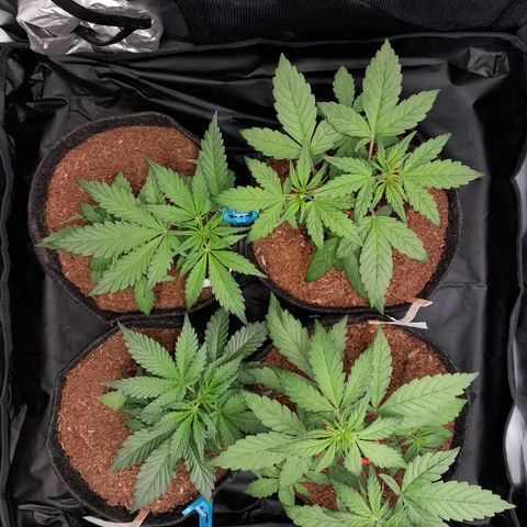 Early Skunk. growlog photo: 27° DIA  , Abertura do Grow às 15:51PM , conferência geral e desumidificar o ambiente , ajuste de treinamento LST e demais conferências.