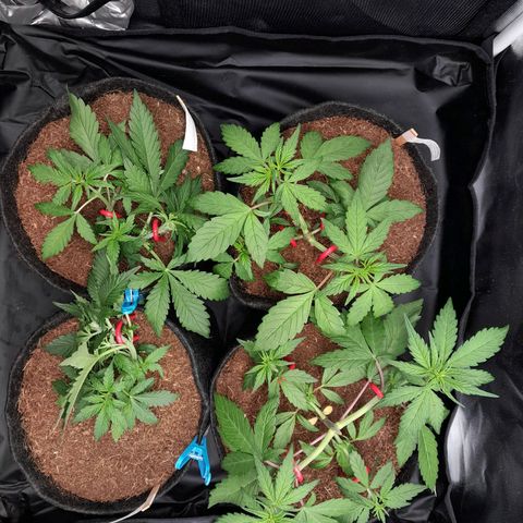 Early Skunk. growlog photo: 27° DIA  , Fechamento do Grow às 22:23PM , após conferência realizada umidade do ar controlada , treinamentos LST reajustados.