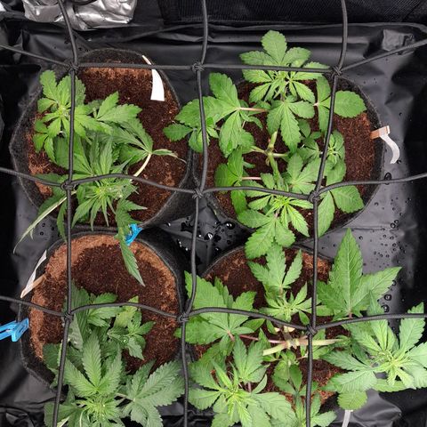 Early Skunk. growlog photo: 29° DIA  , Após troca de treinamento LST e retirada dos ganchos , todas strains aguardando desenvolvimento para o treinamento com SCROG , após rega com h2o + nutrientes totalizando 500ml em cada strain , acrescentando o nutriente Maria Green Starter Pack Bloom acoplado ao Maria Green Starter Pack Grow , com o PH regulado em Ph6,2.