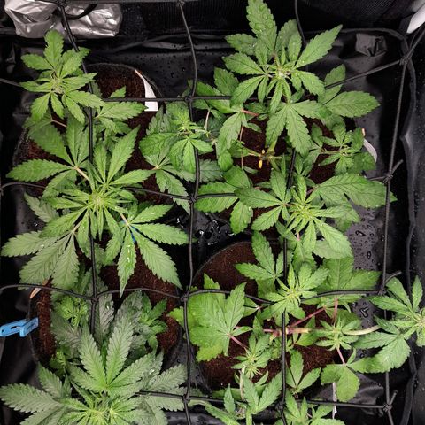 Early Skunk. growlog photo: 32° DIA  , Fechamento do Grow às 02:26AM , após conferência geral realizada , ajuste de treinamento SCROG , rega realizada apenas com h2o com 500ml em cada strain , PH indicado em ph6,2.