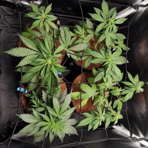 Early Skunk. growlog photo: 33° DIA  , Treinamento SCROG reajustado.