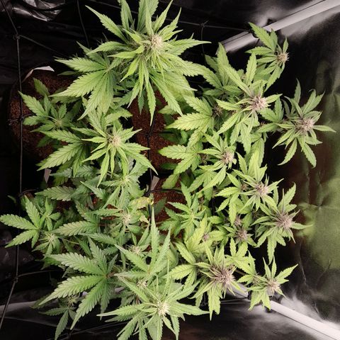 Early Skunk. growlog photo: 43° DIA , Abertura do Grow às 15:29PM , conferência geral.