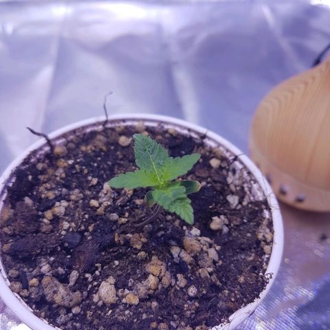 Merengue growlog timeline photo