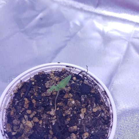 Mexicana 1 growlog timeline photo