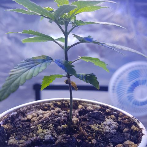 Merengue growlog timeline photo