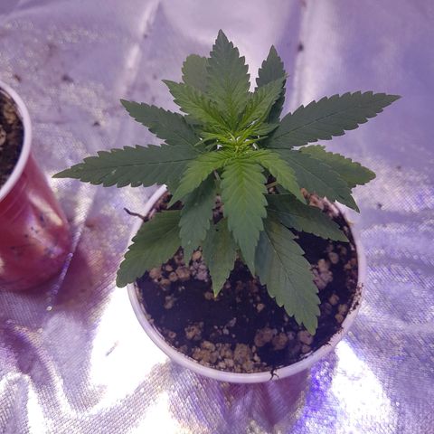 Merengue growlog timeline photo