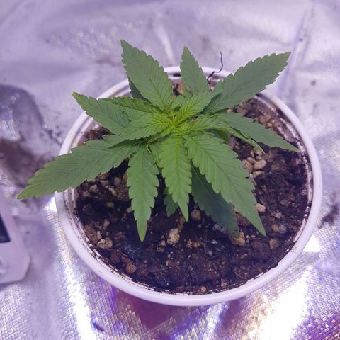 Mexicana 1 growlog timeline photo