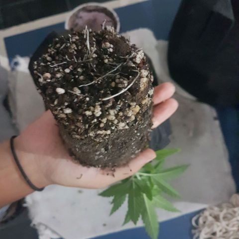 Merengue growlog photo: Transplante. 