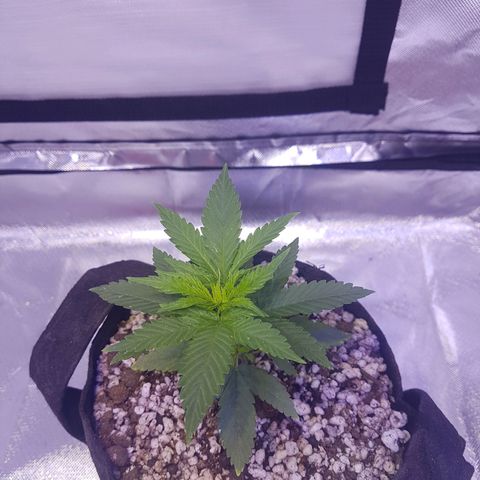 Merengue growlog photo: Transplante. 