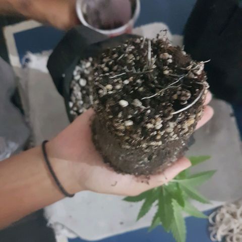 Merengue growlog photo: Transplante. 
