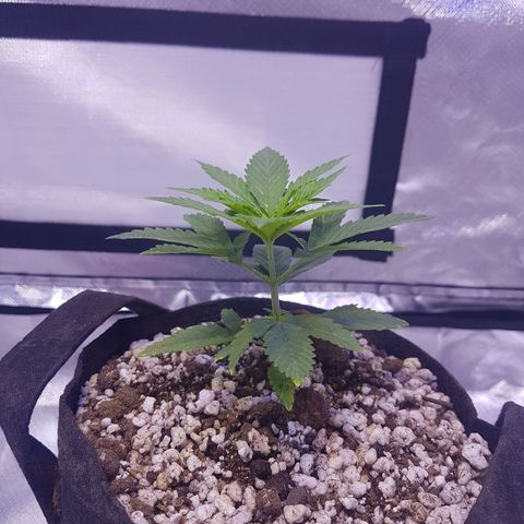 Merengue growlog photo: Transplante. 