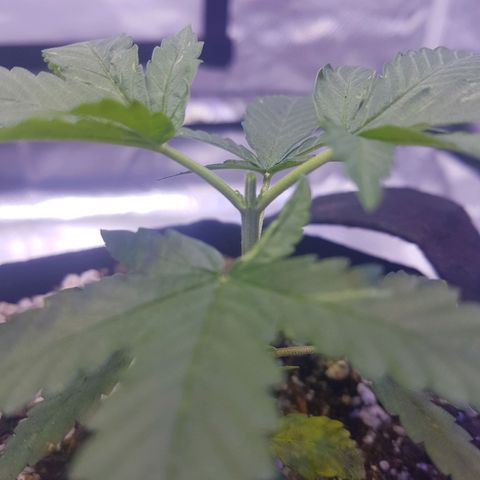 Merengue growlog photo: Poda top. 