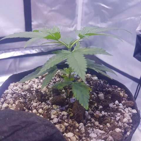 Merengue growlog photo: Poda top. 