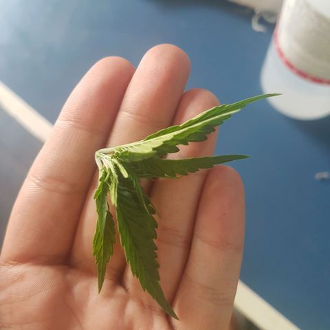 Merengue growlog photo: Poda top. 