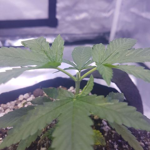 Merengue growlog photo: Poda top. 