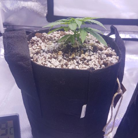 Mexicana 1 growlog photo: Transplante 