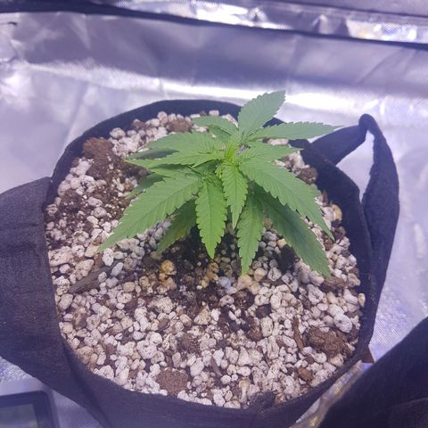 Mexicana 1 growlog photo: Transplante 
