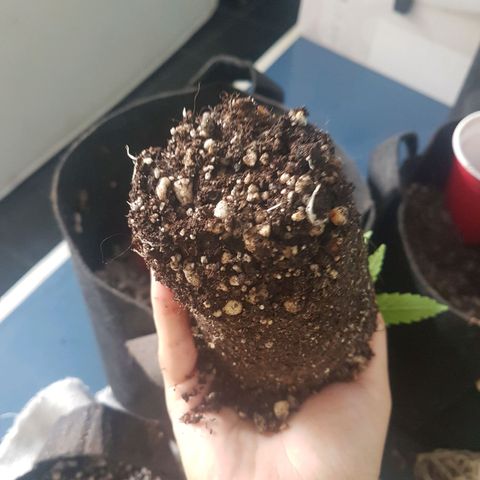 Mexicana 1 growlog photo: Transplante 