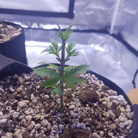 Merengue growlog photo: 1a desfoliação 