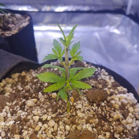Merengue growlog photo: 1a desfoliação 
