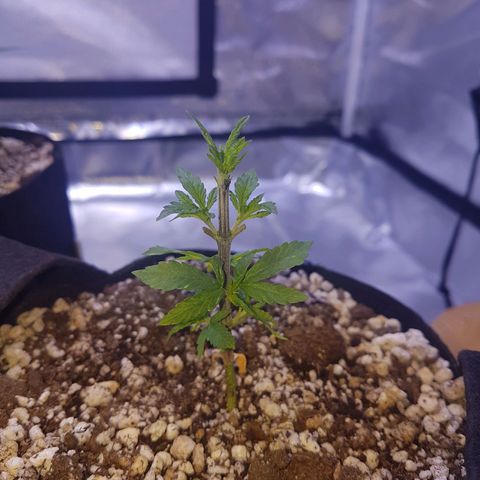 Merengue growlog photo: 1a desfoliação 