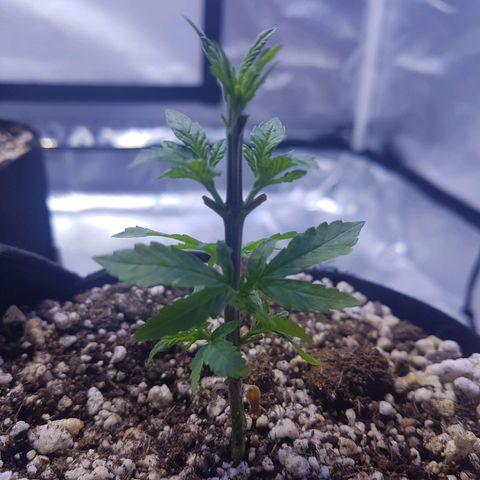 Merengue growlog photo: 1a desfoliação 