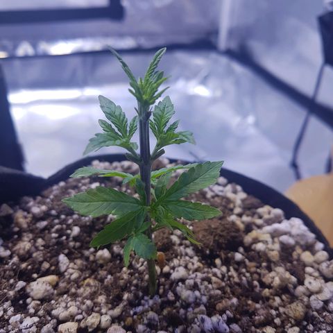 Merengue growlog photo: 1a desfoliação 
