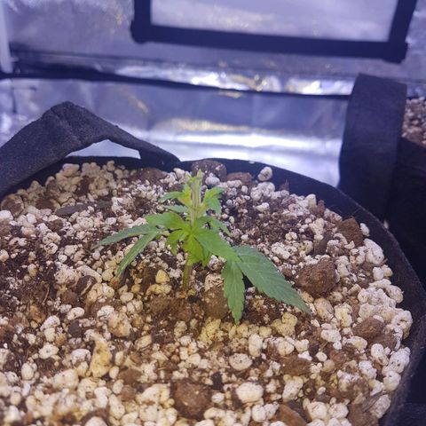Mexicana 1 growlog photo: 1a desfoliação 