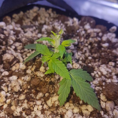Mexicana 1 growlog photo: 1a desfoliação 