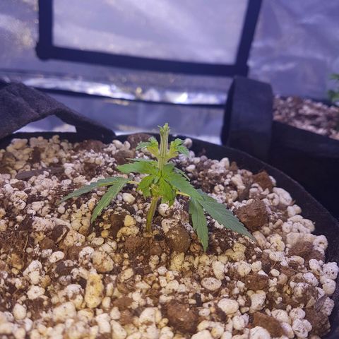 Mexicana 1 growlog photo: 1a desfoliação 