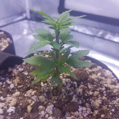 Merengue growlog timeline photo