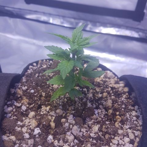 Merengue growlog timeline photo