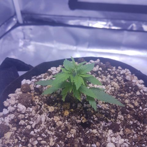Mexicana 1 growlog timeline photo