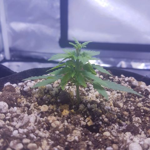 Mexicana 1 growlog timeline photo